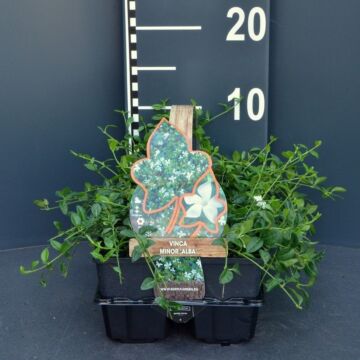 Immergrün - Vinca minor 'Alba' 4-pack