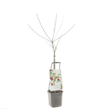 Apfelbaum Elstar - Wonder tree Elstar Apfelbaum Elstar - Wonder tree Elstar