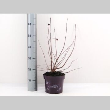 Cephalanthus occ. 'Fiber Optics'®
