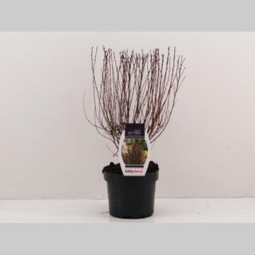 Physocarpus op. 'Little Devil'®