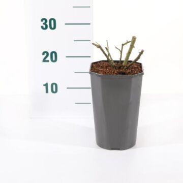 Rosa 'Eeuwige Passie'®