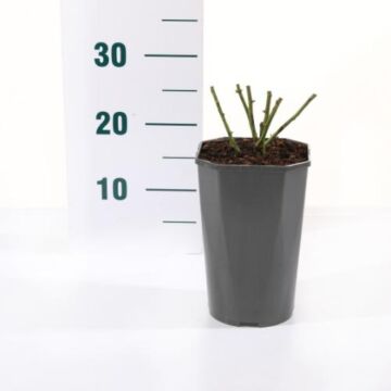 Rosa 'Yellow' Meilove'®