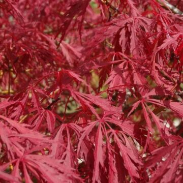 Japanischer Ahorn - Acer palmatum Atropurpureum