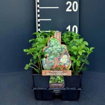 Dickmännchen - Pachysandra term. 'Green Sheen'