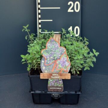 Katzenminze - Nepeta faassenii