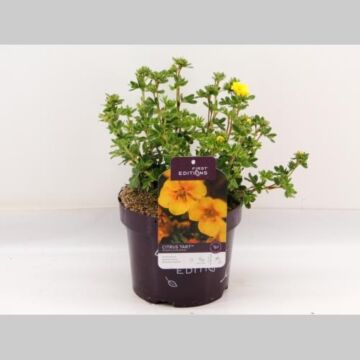 Potentilla 'Citrus Tart'® Potentilla 'Citrus Tart'®