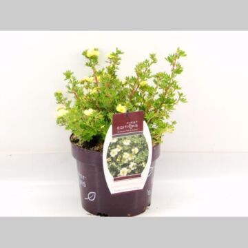 Potentilla 'Lemon Meringue' ® Potentilla 'Lemon Meringue' ®