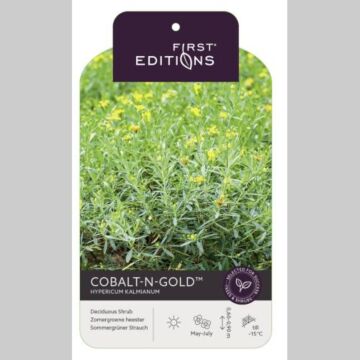 Hypericum kal. 'Cobalt-N-Gold'® Hypericum kal. 'Cobalt-N-Gold'®