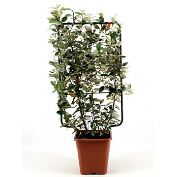 Elaeagnus ebb. 'Compacta' Elaeagnus ebb. 'Compacta'