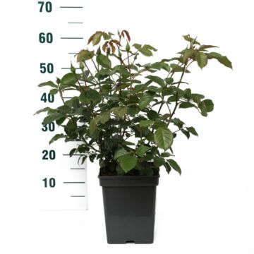 rosa 'Natasha Richardson'