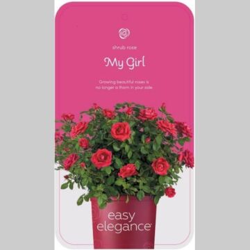 Rosa 'My Girl'®