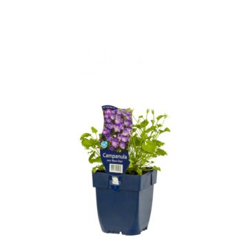 Glockenblume - Campanula carp. 'Blaue Clips'