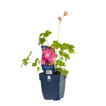 Storchschnabel - Geranium 'Orkney Pink'