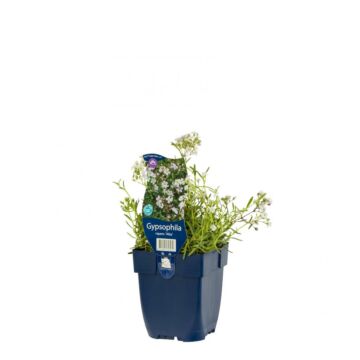 Kreichendes Gipskraut - Gypsophila rep 'Alba'
