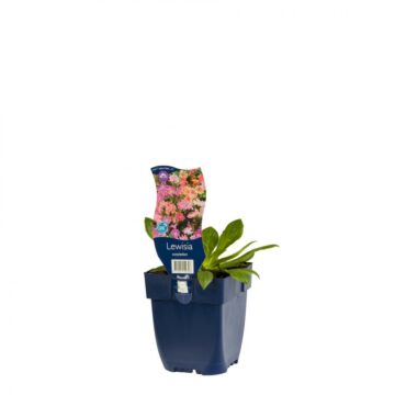 Bitterwurze - Lewisia cotyledon