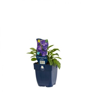 Pfirsichblättrige Glockenblume - Campanula persicifolia