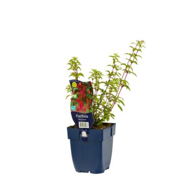 Fuchsie - Fuchsia 'Riccartonii'