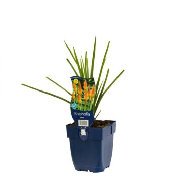 Fackellilie - Kniphofia uvaria