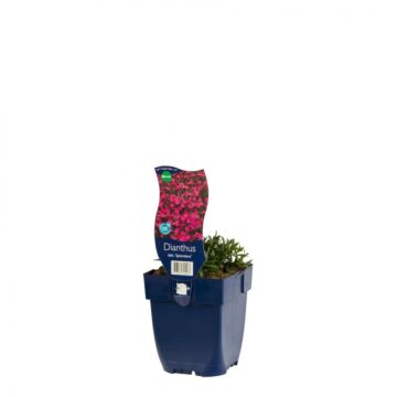 Heidenelke - Dianthus delt. 'Splendens'