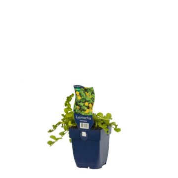 Pfennigkraut - Lysimachia nummularia