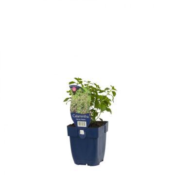 Quendel - Calamintha nepeta ssp. Nepeta