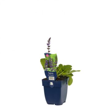 Hainsalbei - Salvia nem. 'Mainacht'