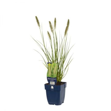 Lampenputzergräser - Pennisetum alop. 'Hameln'