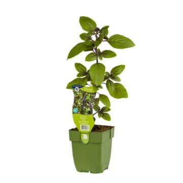 Basilikum - Ocimum bas. 'Magic Mountain' Basilikum - Ocimum bas. 'Magic Mountain'
