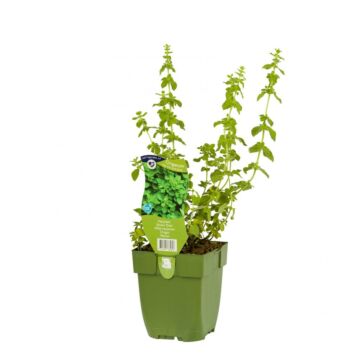 Echter Dost - Origanum vulg. 'Hot and Spicy'