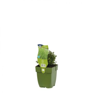Thymus vulgaris Compactus P11