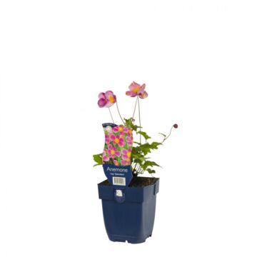 Anemone - Anemone hup. 'Splendens'