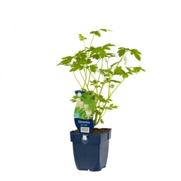 Herzblume - Dicentra spectabilis 'Alba'