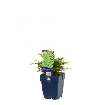 Goldschuppenfarn - Dryopteris affinis