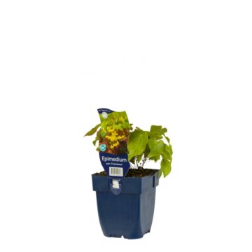 Elfenblume - Epimedium perralch. 'Frohnleiten'