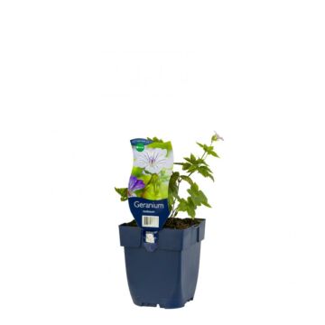 Storchschnabel - Geranium nodosum