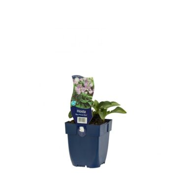 Herzblattlilie - Hosta 'Blue Mouse Ears'
