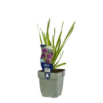 Berglauch - Allium 'Millennium'