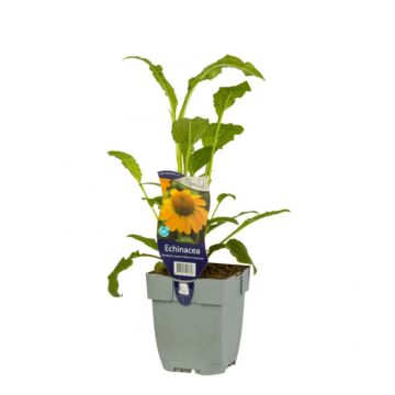 Sonnenhut - Echinacea Sombr. Lemon Yellow Impr.