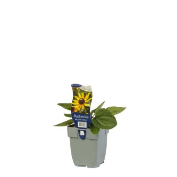 Sonnenhut - Rudbeckia fulg. 'Little Goldstar' Sonnenhut - Rudbeckia fulg. 'Little Goldstar'