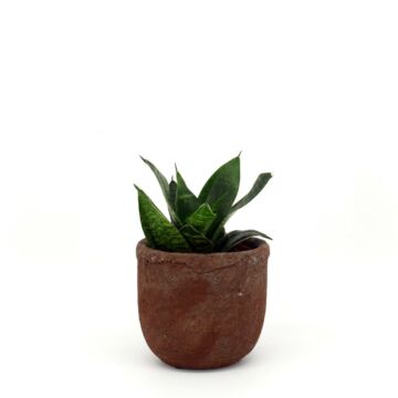 Sansevieria Hahnii Sansevieria Hahnii
