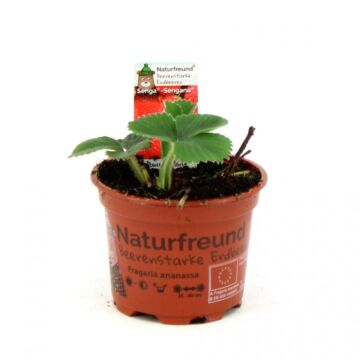 Fragaria "Senga sengana"