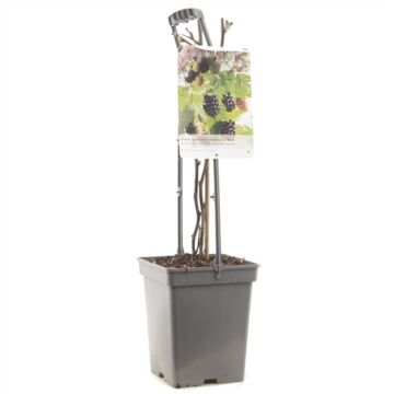 Dornenloser brombeer - Rubus fruticosus Thornless Evergreen 18cm Dornenloser brombeer - Rubus fruticosus Thornless Evergreen 18cm