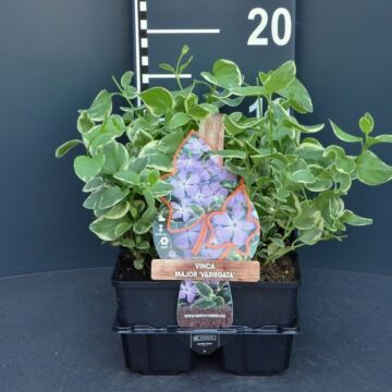 Großes Immergrün - Vinca major 'Variegata'