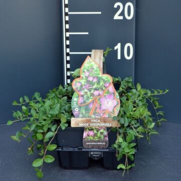 Immergrün - Vinca minor 'Atropurpurea'