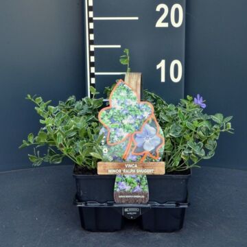 Immergrün - Vinca minor 'Ralph Shugert'
