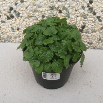 LEMON BALM (MELISSA OFFICINALIS) Ø14