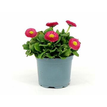 Madeliefje - Bellis perennis roze