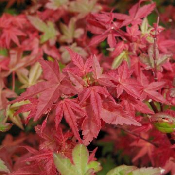 Japanischer Ahorn - Acer palmatum Beni-maiko
