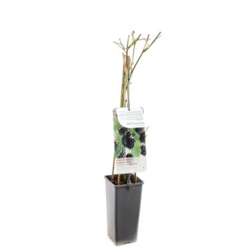 Brombeerstrauch - Rubus fruticosus Black Satin