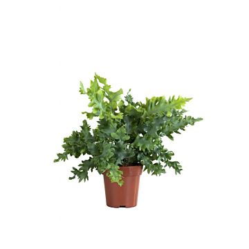 Phlebodium Davana